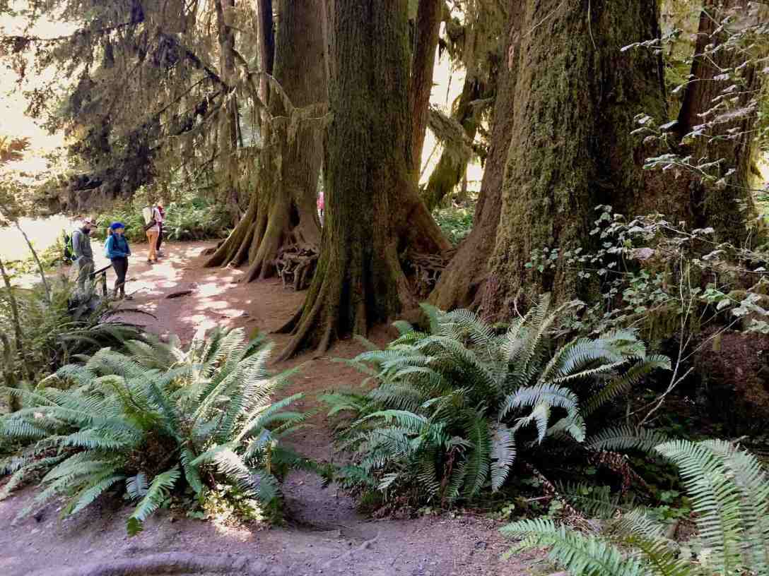 Massive ferns and trees in Hoh rainforest Olympic National park Washington