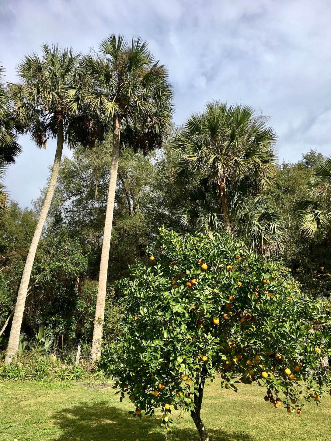 Orange Grove and Palm Trees at Marjorie Kinnan Rawlings homestead, Cross Creek Florida