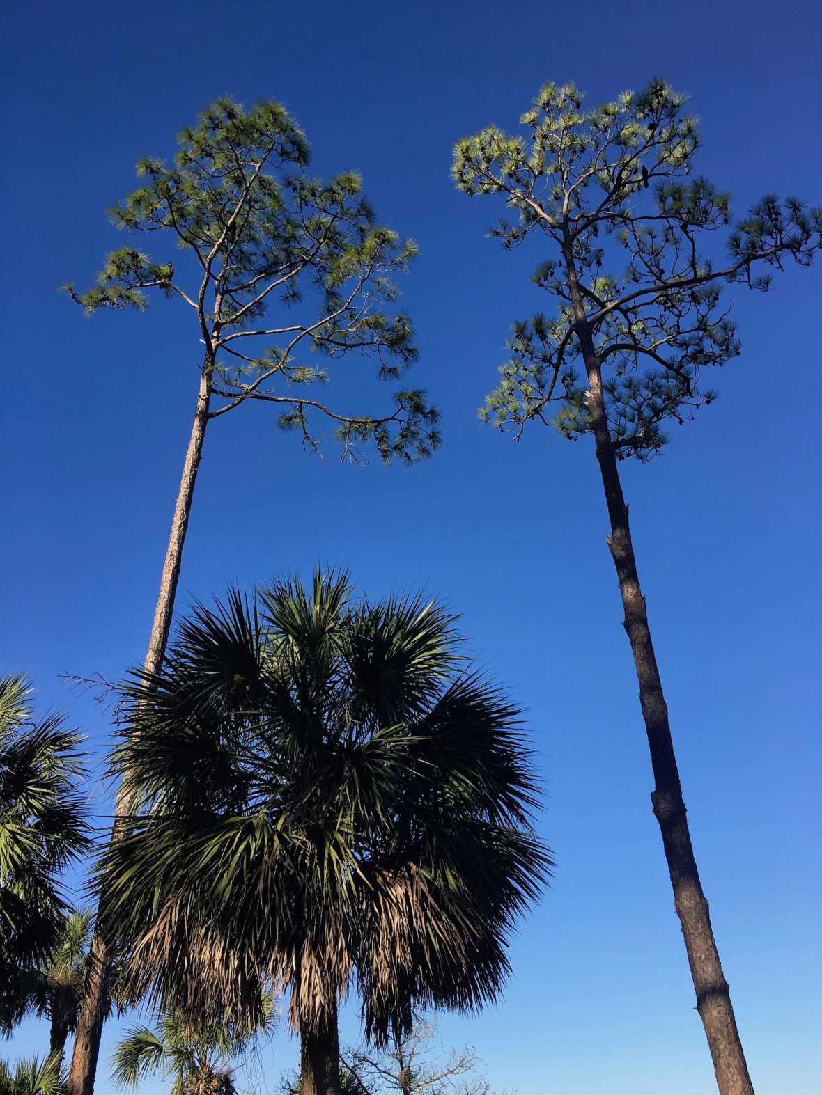 Tall pines and palm trees along the salt marsh at Shell Mound