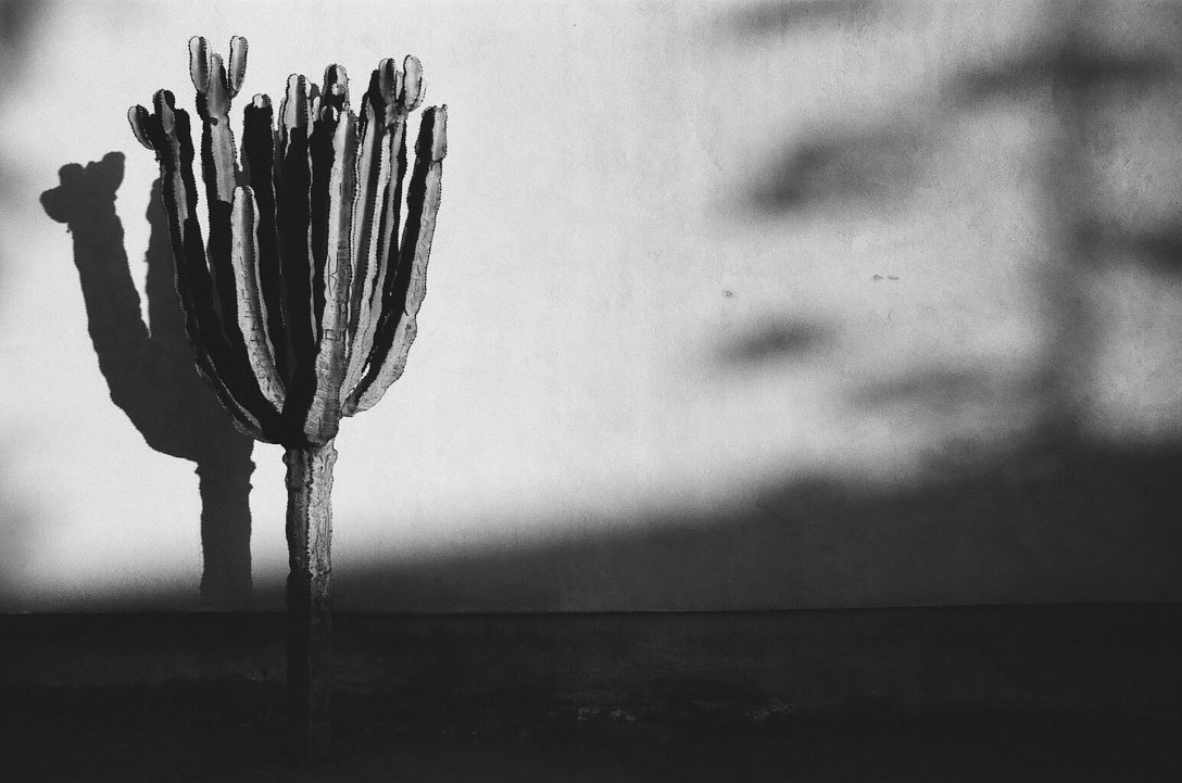 35mm film photography Kodak Tri-X black and white Cactus Old Town San Diego California Nikon F2
