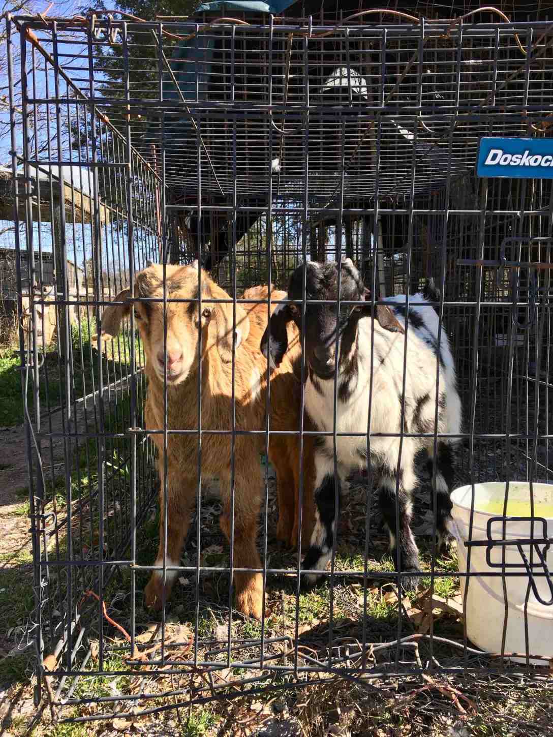 Caged Goats at Lebanon area flea market