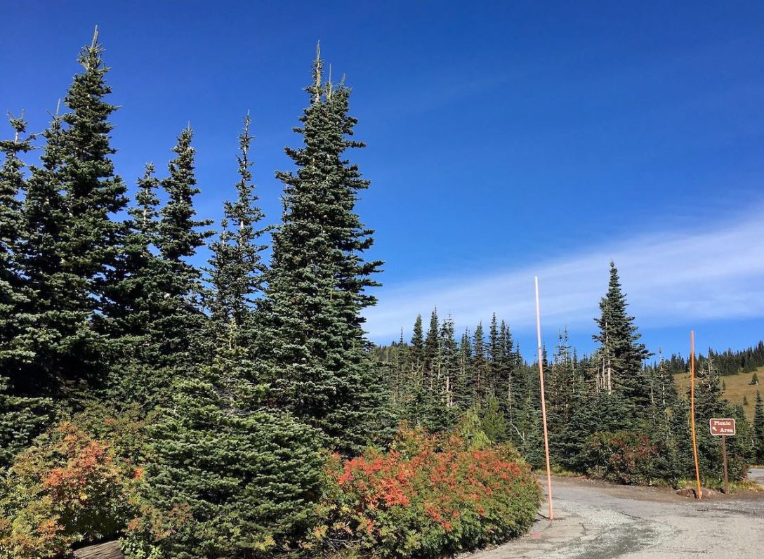 Snow poles flank Road to Sunrise picnic area in Mount Rainier National Park