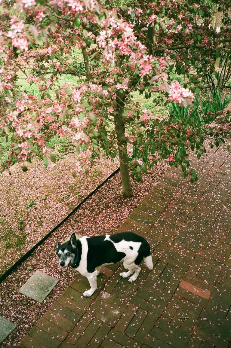 35mm film photography Dodge under the Pink Crabapple Tree