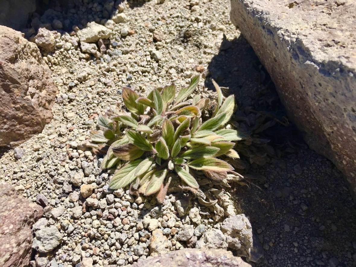 Endemic plant grows on the rim of the Lassen Peak growing on the rim of Lassen Peak's caldera in Lassen Volcanic National Park