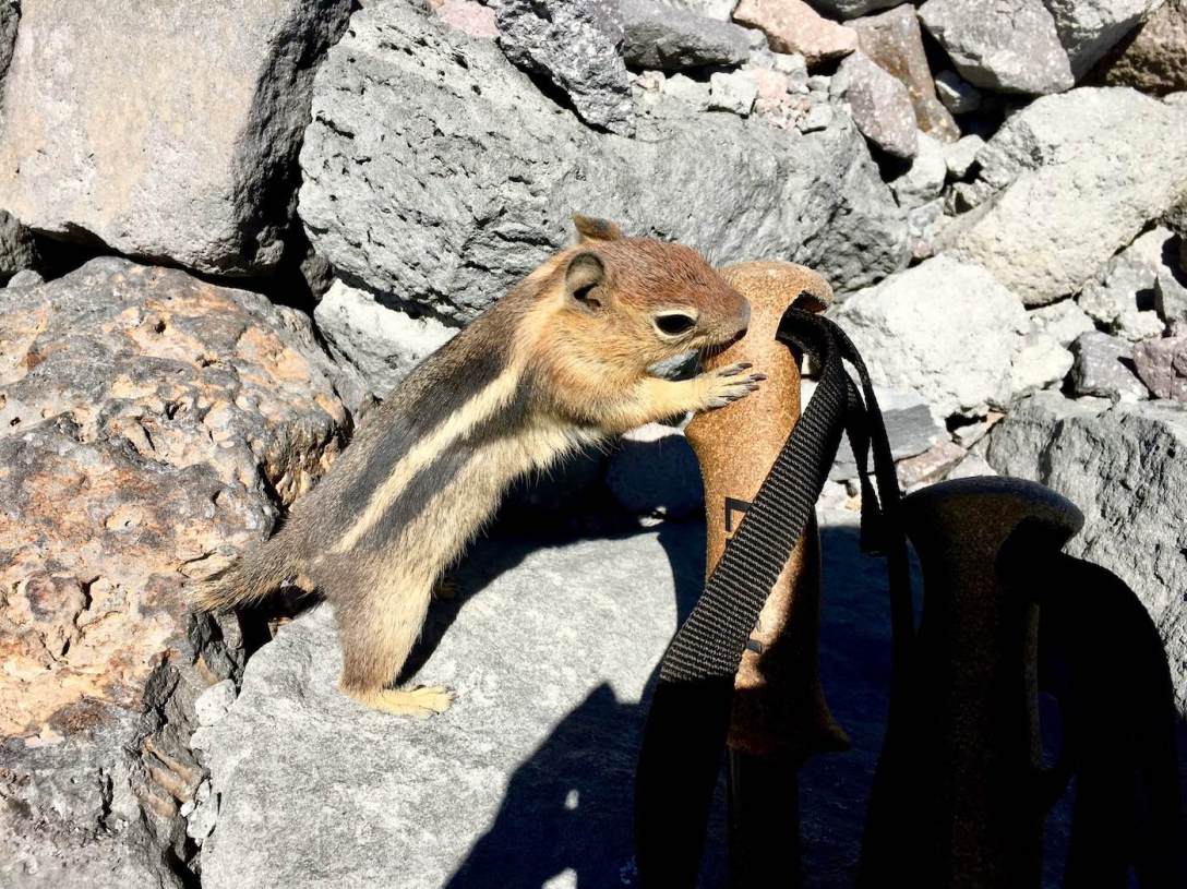 Golden Mantled ground squirrel trying to eat my trekking pole on the Lassen Peak trail in Lassen Volcanic National Park