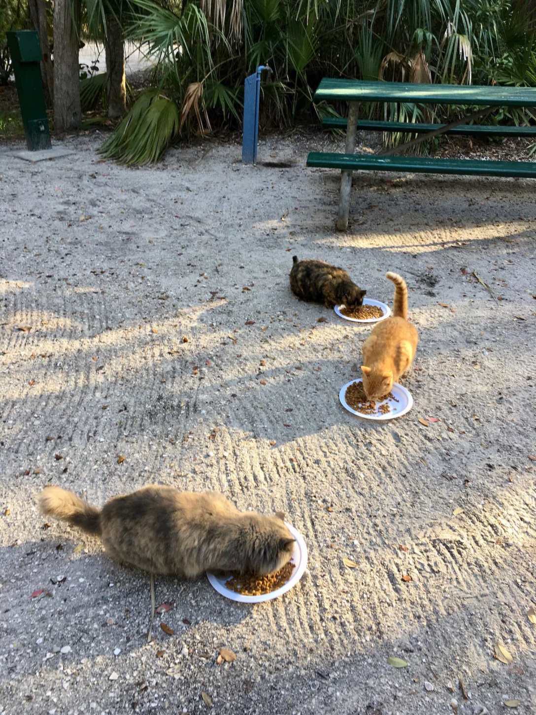 Feral cats at Fort De Soto Park campground near St. Petersburg, Florida