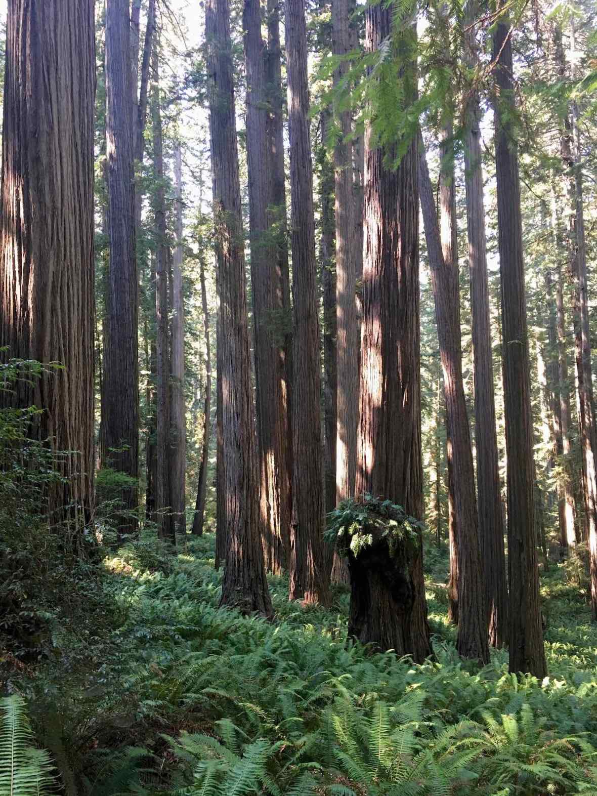 Towering old growth redwoods and fern groves at Jedediah Smith Redwoods State Park