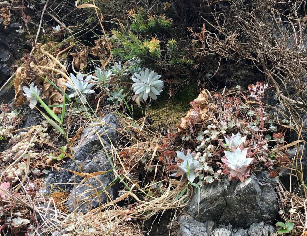 Succulents along the rock cliffs at the Pacific Coast terminus of Damnation Creek Trail in Del Norte Coast Redwoods State Park