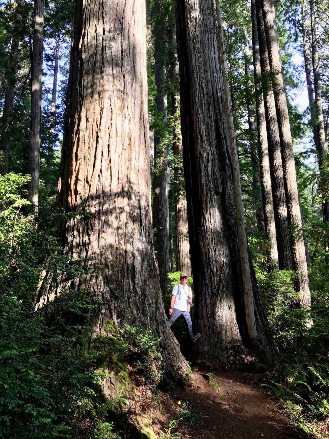 Robert amongst the giant Redwoods along Damnation Creek Trail in Del Norte Coast Redwoods State Park