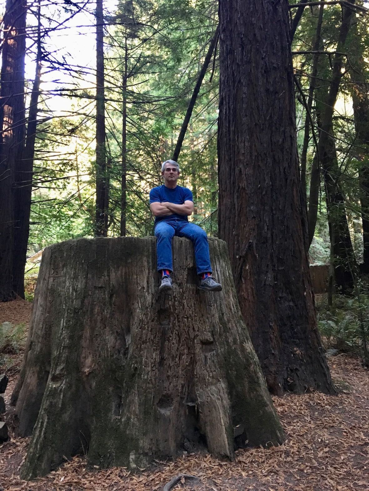 Ancient redwood tree stump at our campsite in Burlington campground in Humboldt Redwoods State Park