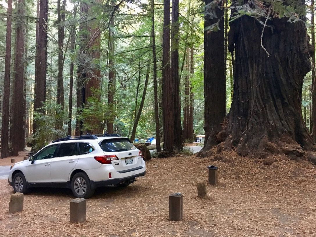 Giant trees in Burlington campground in Humboldt Redwoods State Park