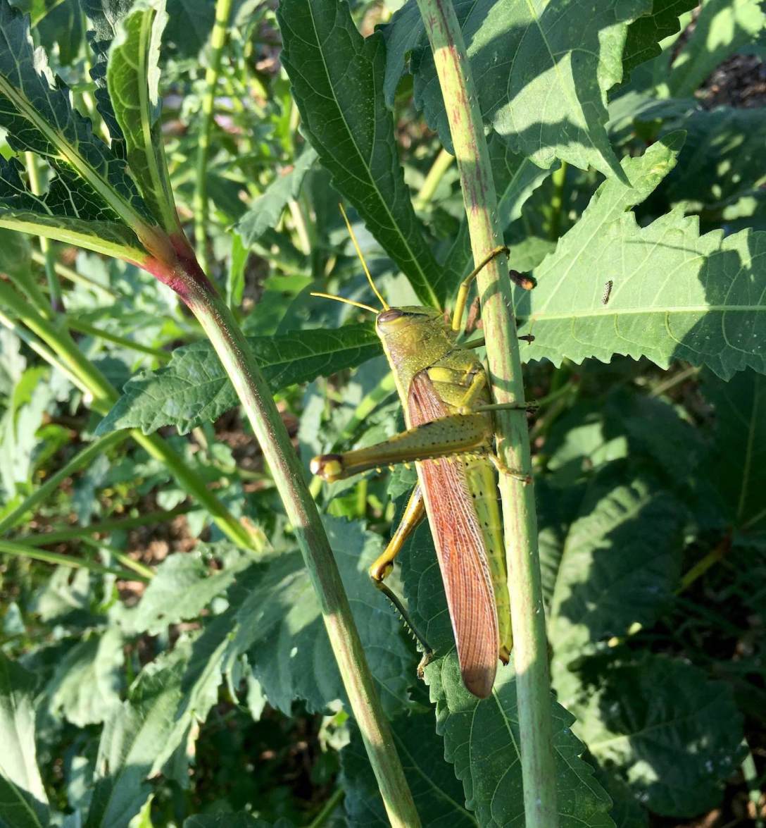 Giant grasshopper on an okra plant